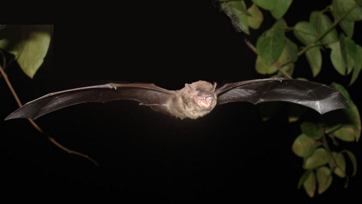 خفاش‌ها از گونه سروتین