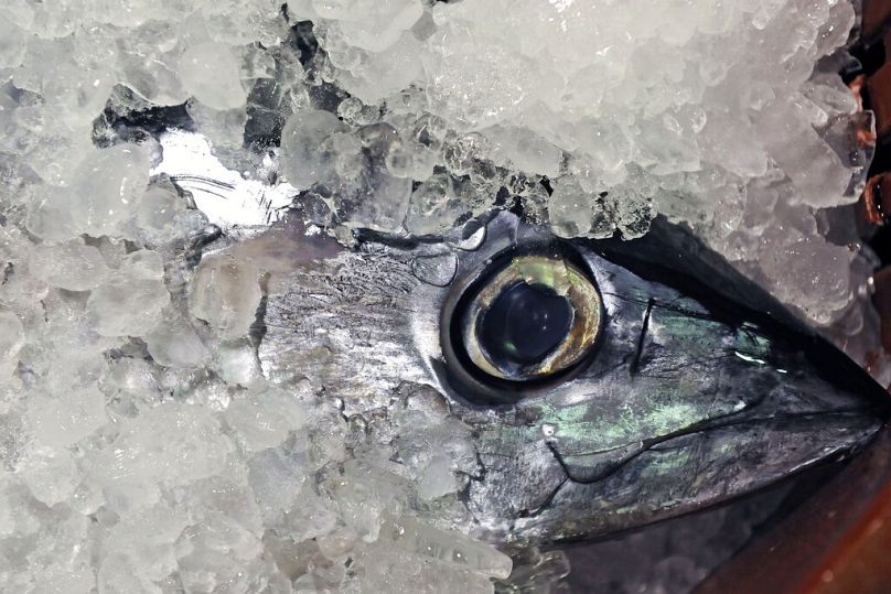 The head of a tuna fish is seen covered with ice in the Basque Port of Hondarribia, July 2009