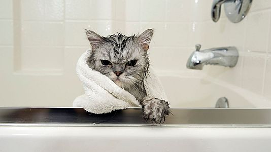 ناخرسندی گربه‌ها از خیس شدن