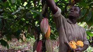 Ivory Coast: cocoa industry devastated by rains