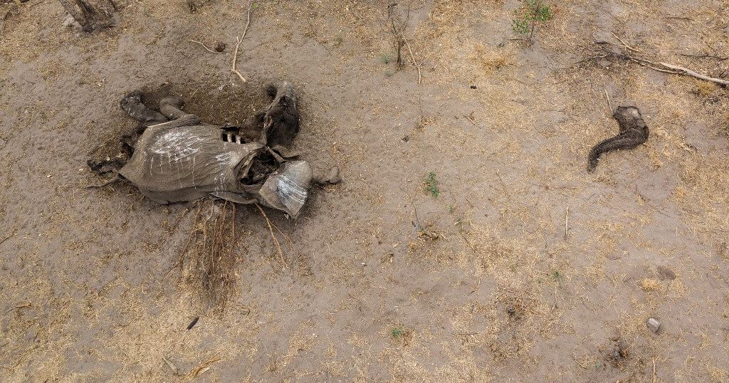 Zimbabwe’s wildlife in crisis due to extreme drought