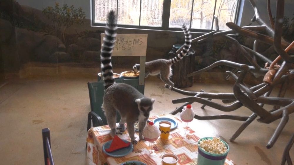 VIDEO : WATCH: Brookfield Zoo treats lemurs to a special Thanksgiving feast