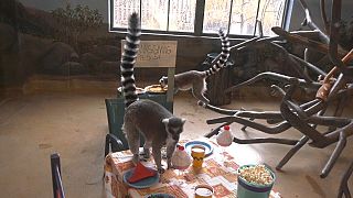 حيوان الليمور يأكل وليمة عيد الشكر