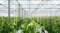 Soilless agriculture -  also known as hydroponics - means growing plants using nutrient-rich water without soil and inside highly controlled greenhouses.
