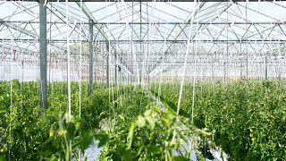 Soilless agriculture -  also known as hydroponics - means growing plants using nutrient-rich water without soil and inside highly controlled greenhouses.