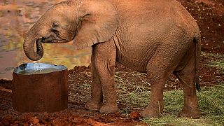 Kenya : rare naissance d'éléphanteaux jumeaux