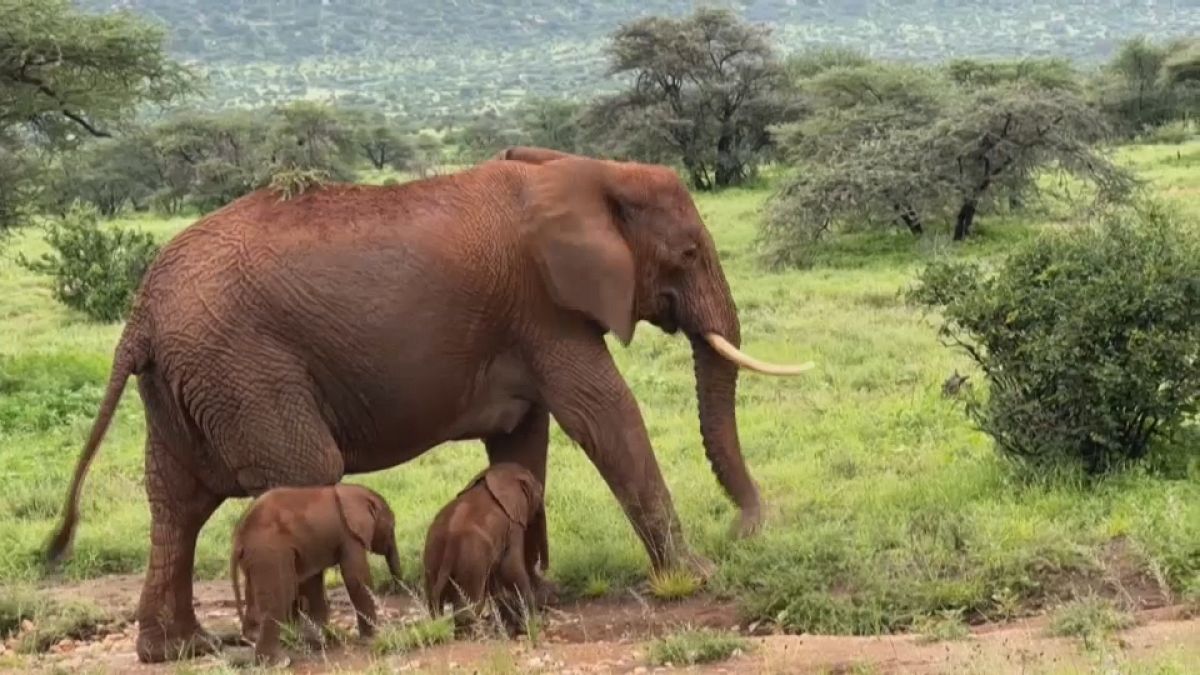 فیل‌های دوقلو در کنیا