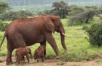 فیل‌های دوقلو در کنیا