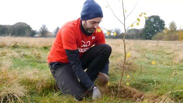 Εθελοντής του Wildlife Trust φυτεύει δέντρο στο Λούτον