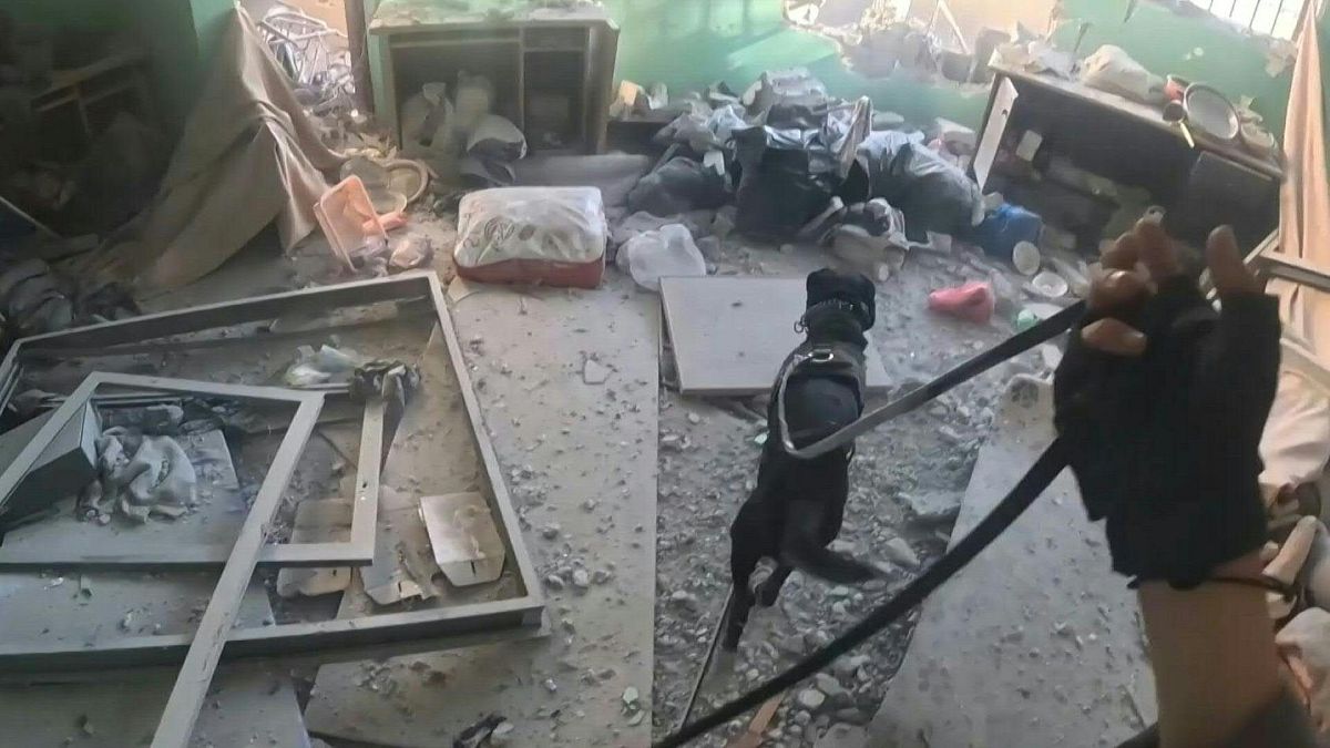 كلب أثناء عمله في غزة