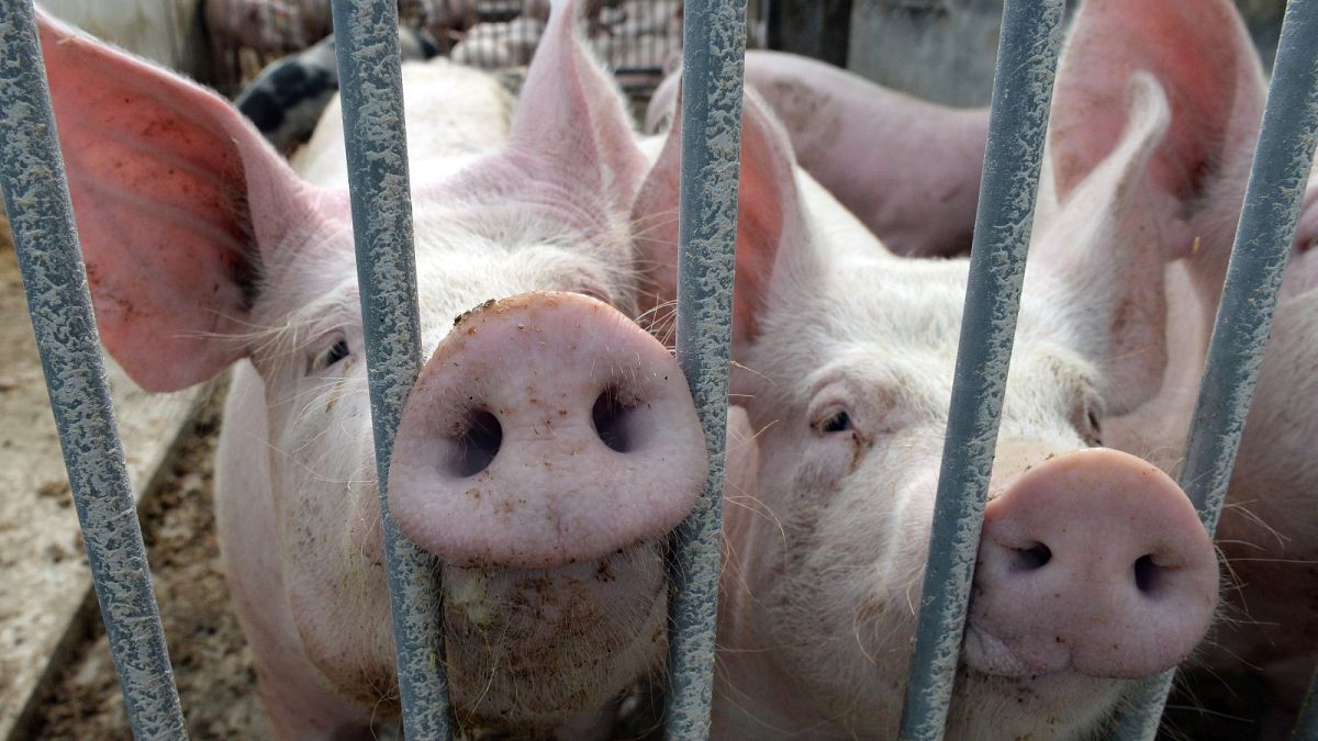 Großbritannien entdeckt zum ersten Mal einen neuen Stamm der „Schweinegrippe“ beim Menschen