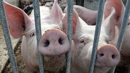 Pigs look out of their enclosure on an ecological farm in Lanke, Germany