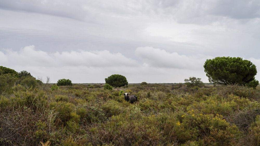 Spain announces a €1.4 billion deal to help protect Doñana wetlands from drought thumbnail