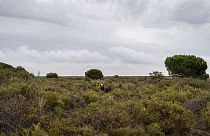 A bull grazes in Doñana natural park, southwest Spain, Wednesday, Oct. 19, 2022.