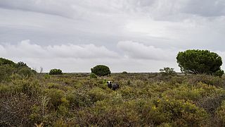A bull grazes in Doñana natural park, southwest Spain, Wednesday, Oct. 19, 2022.