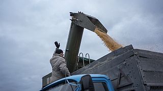 Ukrayna'nın Sumy bölgesinde bir çiftçi cephe hattının yakınında bir kamyona tahıl yüklerken 