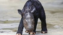 Das kleine seltene Sumatra-Nashorn, das in Indonesien geboren wurde