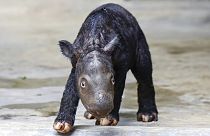 Das kleine seltene Sumatra-Nashorn, das in Indonesien geboren wurde