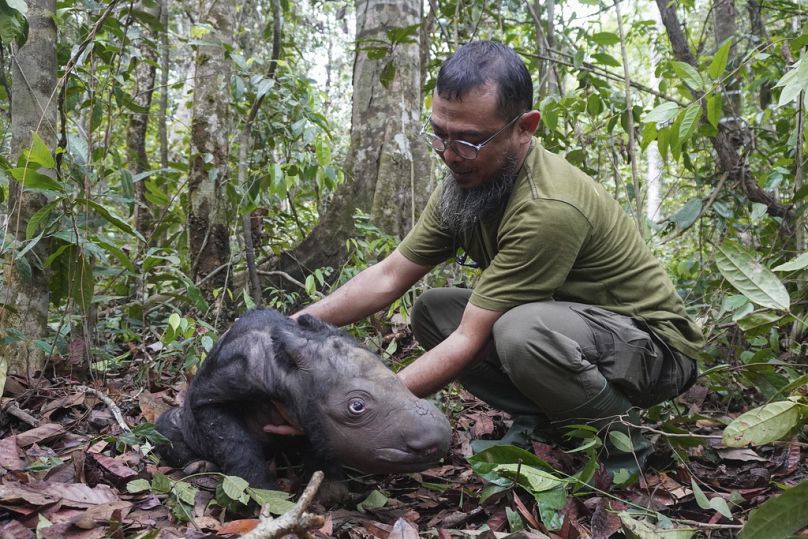 Indonesiens Regierung verbreitet die Bilder des kleinen Sumatra-Nashorn