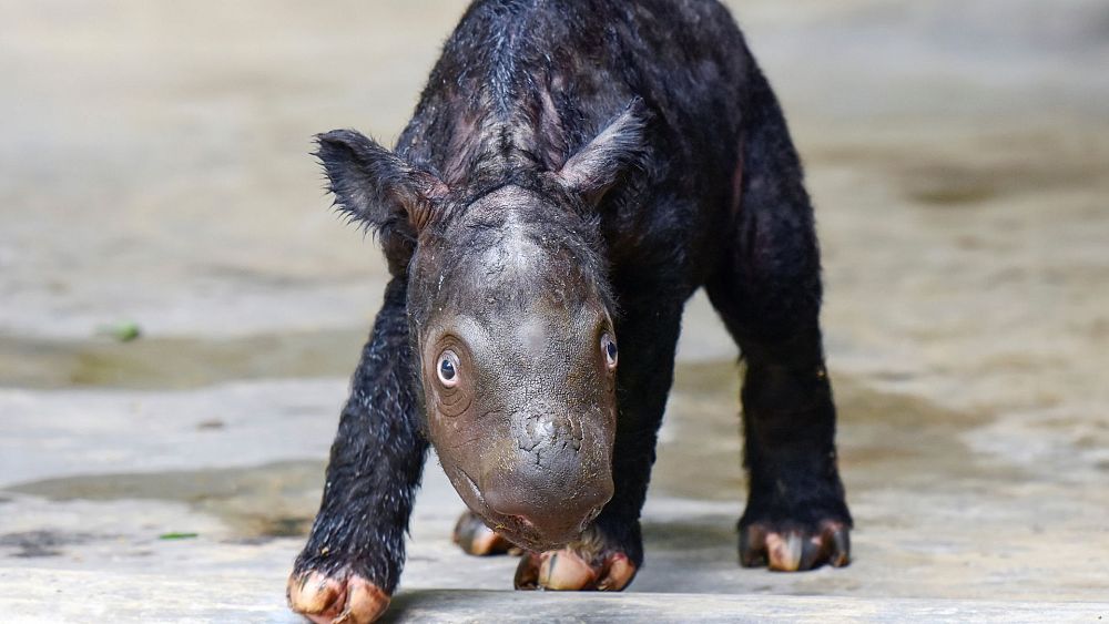 Теленце суматрански носорог, родено в Индонезия, добавя към застрашен вид от по-малко от 50 животни