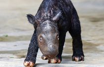 Le rhinocéros de Sumatra, en danger critique d'extinction, est né sur l'île de Sumatra le samedi 25 novembre 2023.