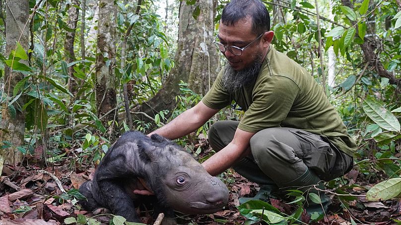 Le vétérinaire Zulfi Arsan s'occupe d'un petit rhinocéros de Sumatra qui vient de naître au sanctuaire des rhinocéros de Sumatra du parc national de Way Kambas, en Indonésie