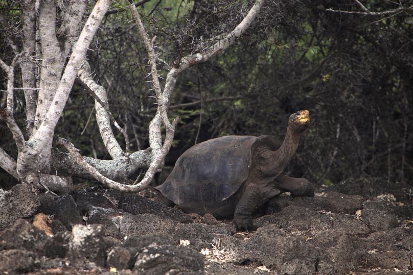 Una tortuga en las Islas Galápagos.