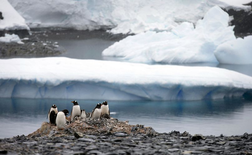 Pinguins na Antártida.