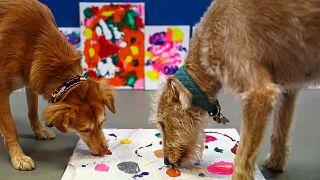 Les anciens chiens de sauvetage Alba et Rosie participent à un exercice de création d'une peinture au Bristol Animal Rescue Centre à Bristol, dans l'ouest de l'Angleterre, le 23 novembre 2023.