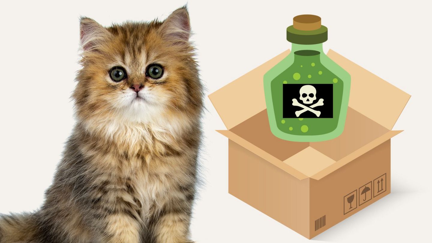 Culture Re-View: Spare a thought for Schrödinger's Cat