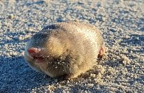 The mole was discovered by a team of conservationists and geneticists from the Endangered Wildlife Trust (EWT) and the University of Pretoria, South Africa.