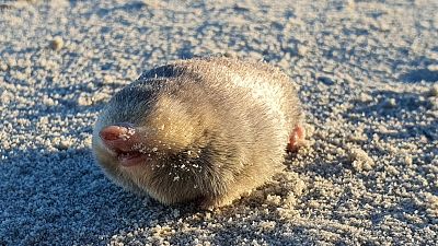 The mole was discovered by a team of conservationists and geneticists from the Endangered Wildlife Trust (EWT) and the University of Pretoria, South Africa.