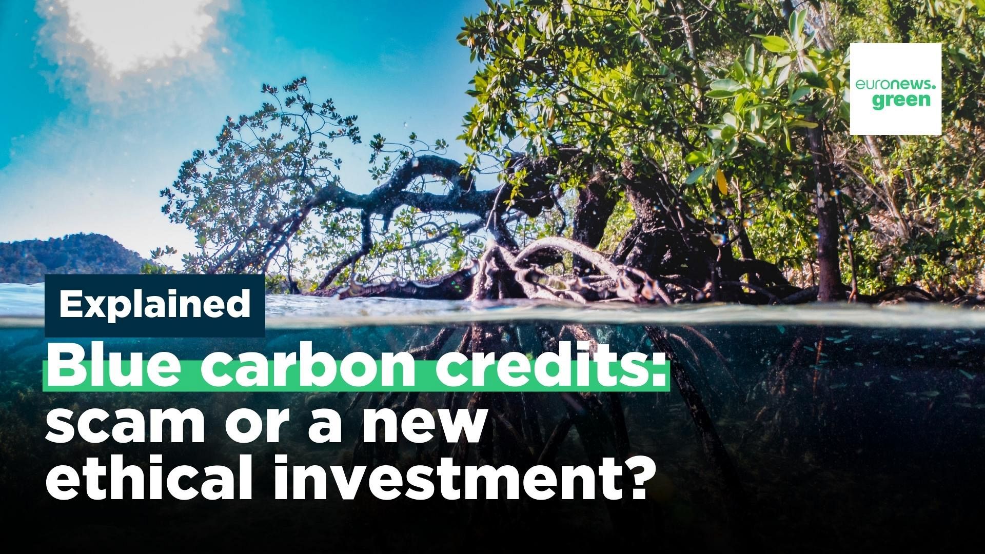 What Are Blue Carbon Credits And Can They Help Battle The Climate Crisis Euronews