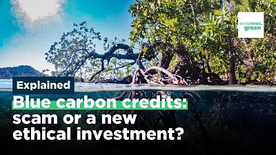 What are blue carbon credits and can they help battle the climate crisis?