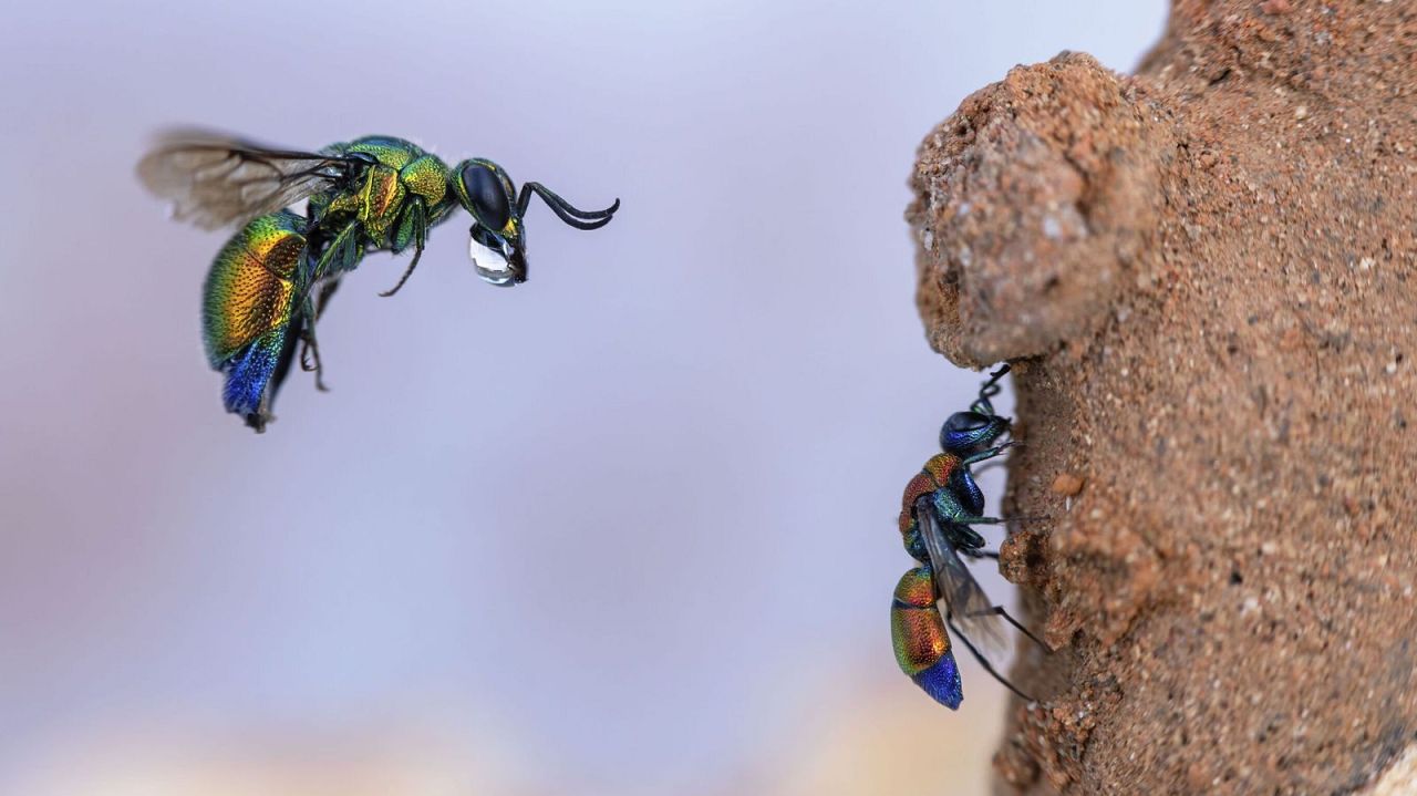 Incoming Cuckoo Wasp - Frank Deschandol, France