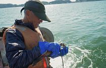 Japonya’nın balıkçılık toplulukları tsunami sonrası geleceğe bakıyor
