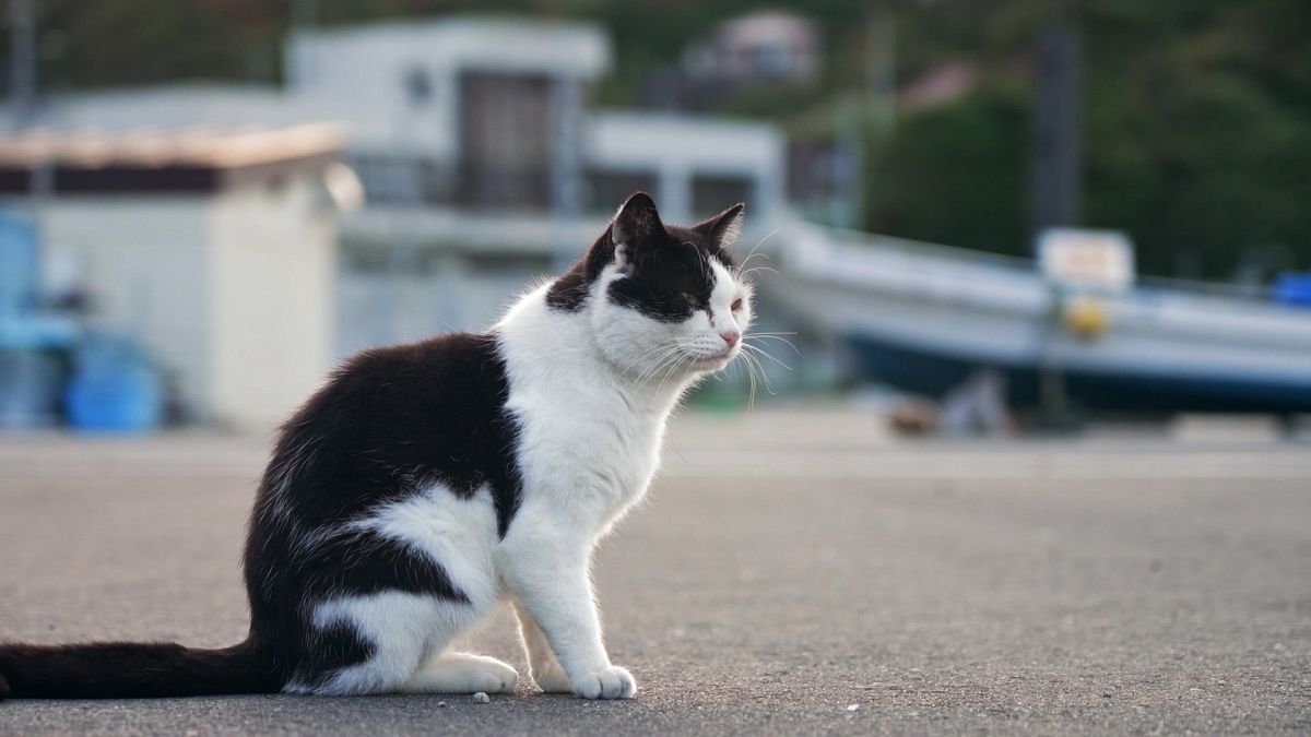 How are deer and cats helping boost tourism in Japan’s Tohoku region? thumbnail