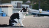 گربه‌ها و گوزن‌ها؛ یاوران گردشگری در مناطق دورافتادهٔ ژاپن