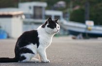 كيف تساعد القطط والأيل على تعزيز السياحة في توهوكو اليابانية؟
