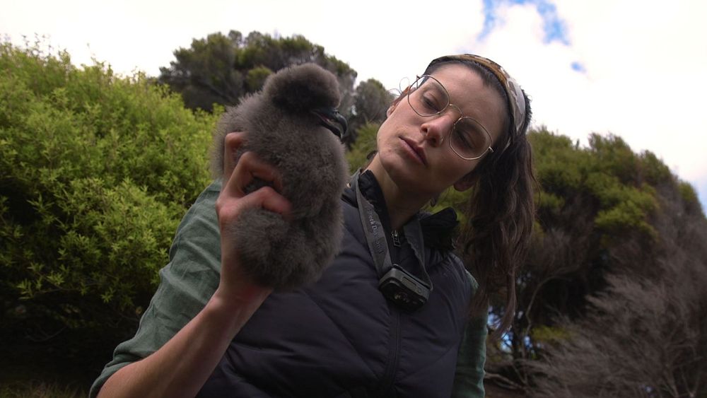 Meet the ecologist spreading her wings in New Zealand to save seabirds thumbnail