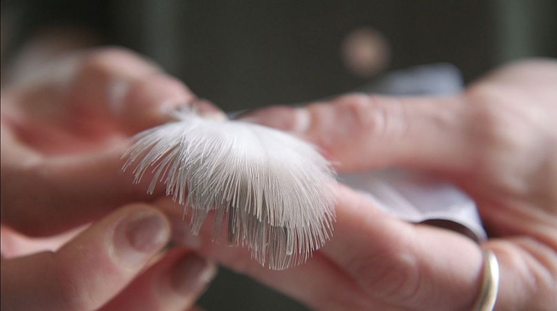 Feathers are collected in a non-invasive way and can give scientists an insight into the bird's health