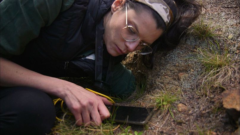 Maira Fessardi inserts a probe camera to capture images inside seabirds' burrows using a phone