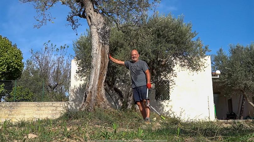 The grounds of the property are filled with olive trees.