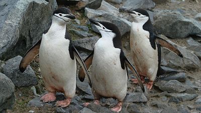 پنگوئن‌های ریش‌خطی