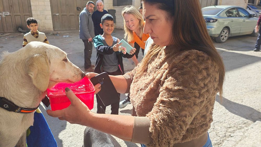 Хиляди бездомни кучета гладуват на Западния бряг Тези благотворителни организации