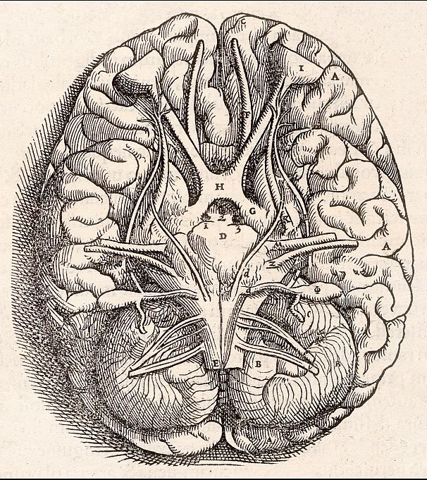 طرحی از مغز انسان توسط آندریاس وسالیوس، کالبدشناس هلندی عصر رنسانس