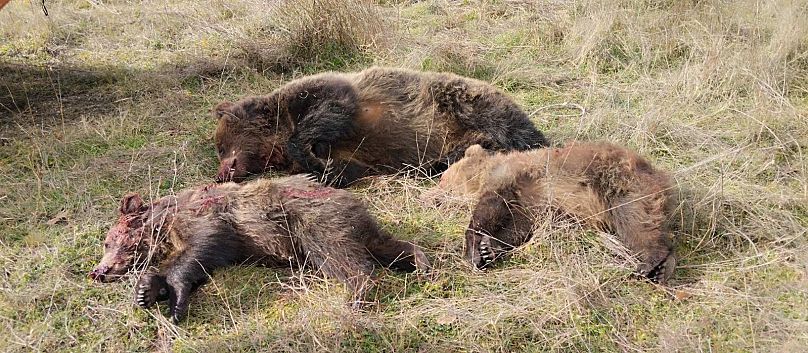 Σκότωσαν αρκούδα και δύο αρκουδάκια στην Καστοριά
