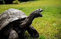Jonathan, une tortue géante des Seychelles, est considéré comme le plus ancien reptile vivant sur Terre. Photo d'archive, prise le 20 octobre 2017