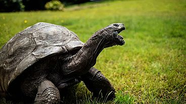 n esta foto de archivo tomada el 20 de octubre de 2017, Jonathan, una tortuga gigante de Seychelles, que se cree que es el reptil más antiguo que vive en la Tierra, se arrastra.