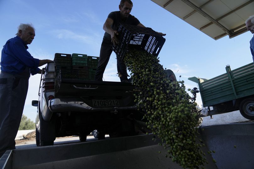 A worker unloads olives into a loading bin as others look on at an olive oil mill in Spata suburb, east of Athens, Greece, Tuesday, Oct. 31, 2023.